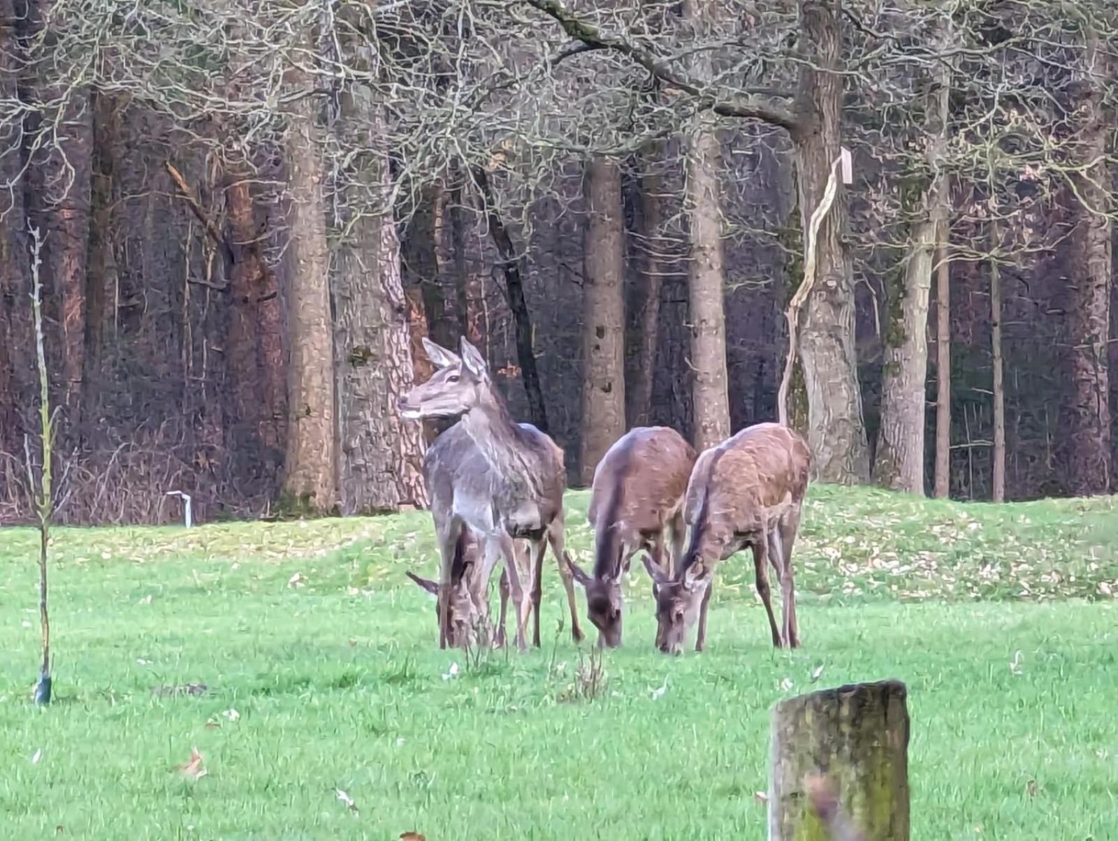 De Hooge Woeste Villa Emst Exteriör bild