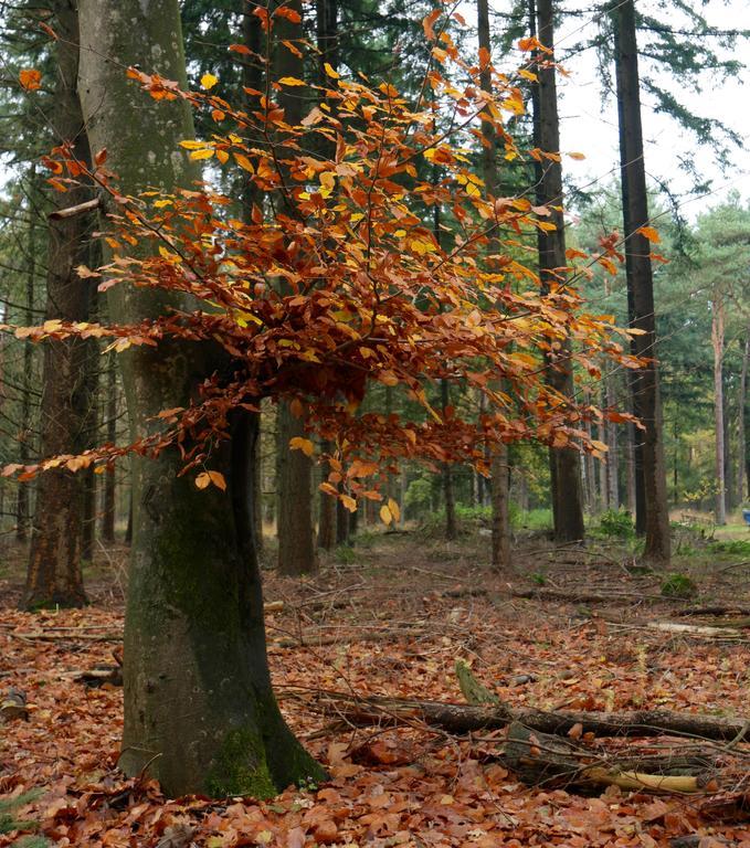 De Hooge Woeste Villa Emst Exteriör bild